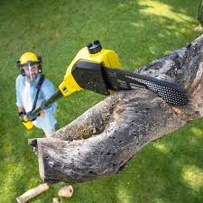 Best Arborist Consultation Services  in Lemoore, CA