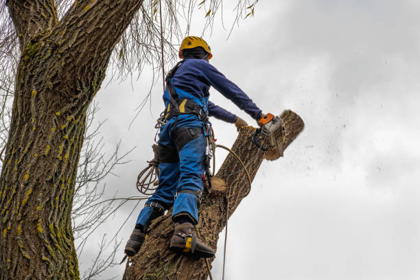 Best Emergency Tree Removal  in Lemoore, CA
