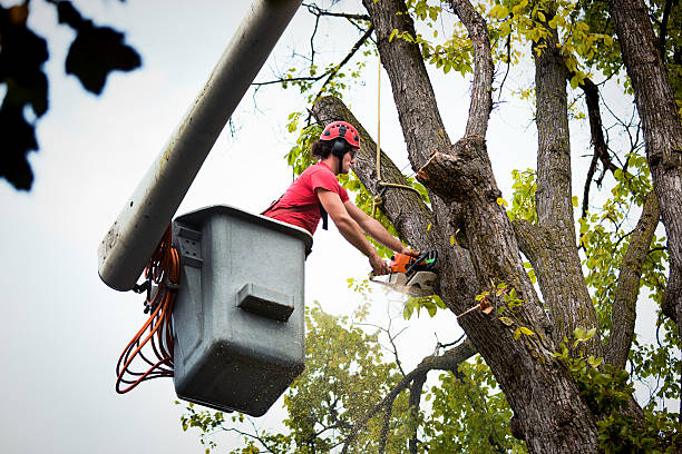 Best Leaf Removal  in Lemoore, CA